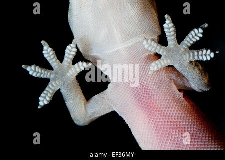 Turkish gecko, Mediterranean House Gecko, Europäischer Halbfinger, Halbfinger-Gecko, Hemidactylus turcicus, Gecko nocturne Stock Photo