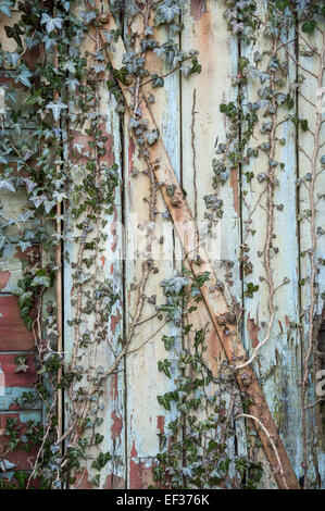 Ivy creeping up an old wooden door of an abandoned railway carriage with peeling paint. Stock Photo