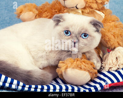 Portrait of cute Scottish fold kitten Stock Photo