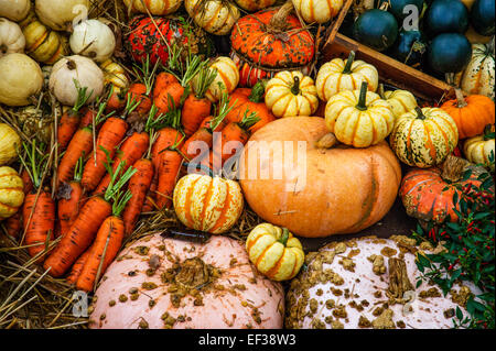 Pumpkins - Squashes and varieties of vegetables on display. Stock Photo