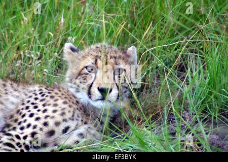 Cheetah lying down Stock Photo