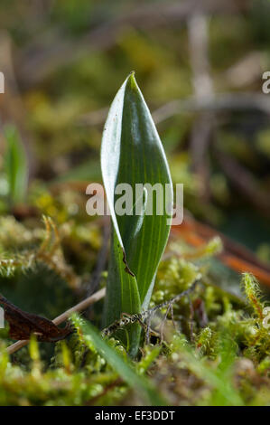 Winter shoots of Ophrys insectifera, Fly Orchid Stock Photo