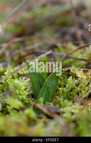 Winter shoots of Ophrys insectifera, Fly Orchid Stock Photo