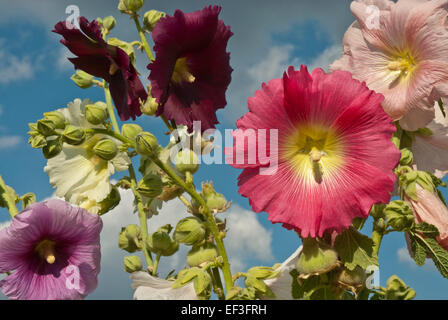 Brightly coloured  mixed hollyhocks growing in a variety of colours against a summer blue sky. Stock Photo