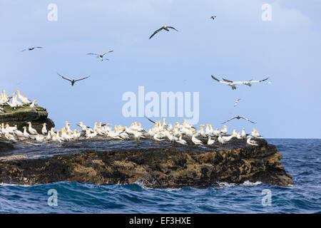 Colony of Northern Gannets (Morus bassanus) on rock ledges during summer breeding season. Isle of Noss Nature Reserve, Shetland Islands, Scotland, UK Stock Photo