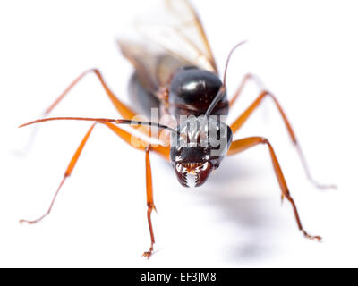 Close up of Black Carpenter Ant or Camponotus pennsylvanicus (winged male) on white background Stock Photo