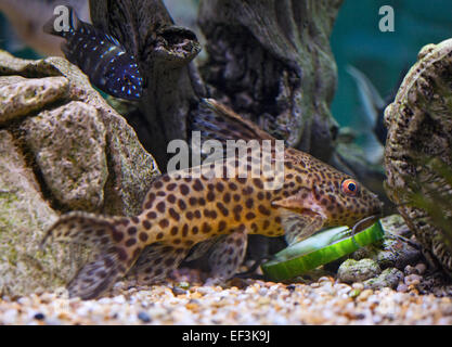 Cuckoo Catfish (synodontis multipunctatus) eating cucumber with Tropheus Duboisi Cichlid in background Stock Photo