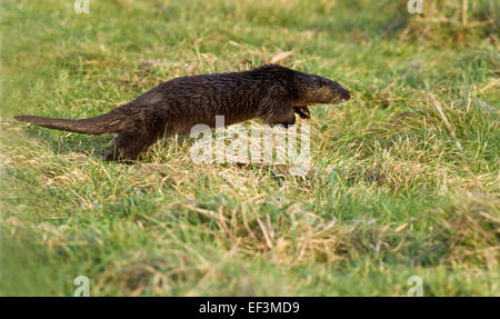 Otter makes a run for it,Cooley,Co.Louth,Ireland Stock Photo