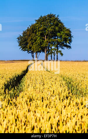 Tracks through a field of wheat illustrating deliberate use of shallow depth of field. Stock Photo