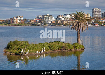 Australian pelicans (Pelecanus conspicillatus) resting on small island and view over The Entrance, New South Wales, Australia Stock Photo