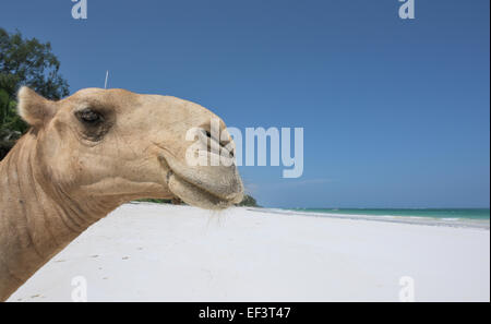 Crazy Camel at Diani beach, Ukunda, Mombasa, Kenya Stock Photo