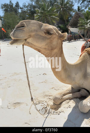 Crazy Camel at Diani beach, Ukunda, Mombasa, Kenya Stock Photo