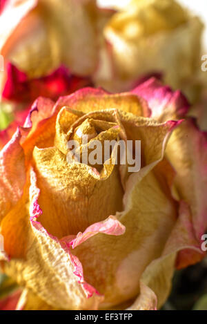 Fading flowers as material pattern in warm tones Stock Photo