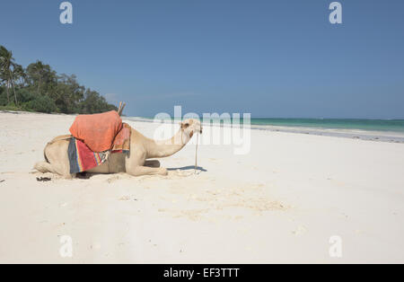Crazy camel at Diani beach, Ukunda, Mombasa, Kenya Stock Photo