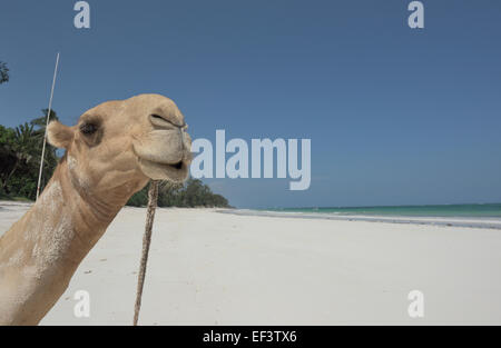 Camel at Diani beach, Ukunda, Mombasa, Kenya Stock Photo