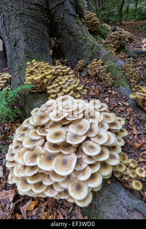 Armillaria mellea - Honey fungus Stock Photo