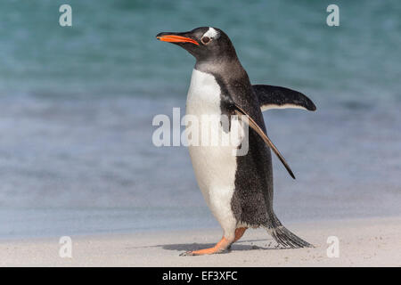 Gentoo Penguin walking on a wind blown South Atlantic beach Stock Photo