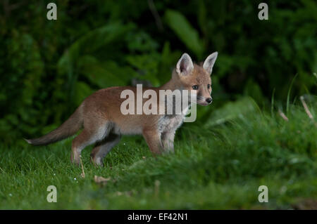 A Fox Cub spots a Badger across the garden at night, Hastings, East Sussex, UK Stock Photo