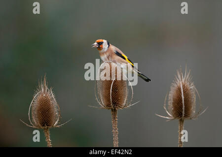 A Goldfinch eats seeds from Teasel heads, Hastings, East Sussex UK Stock Photo
