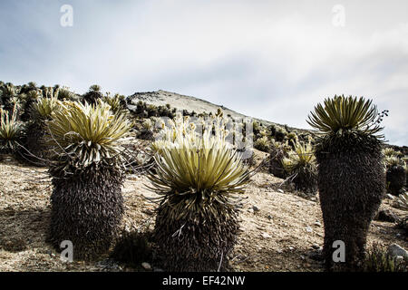 Frailejon plant in Sierra de la Culata National Park, found in the high altitude grasslands of northwestern South America. Stock Photo