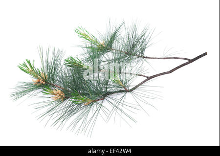 Swiss stone pine branch isolated on white Stock Photo