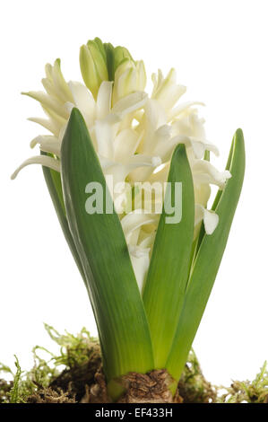 white hyacinth flowers isolated on white background Stock Photo