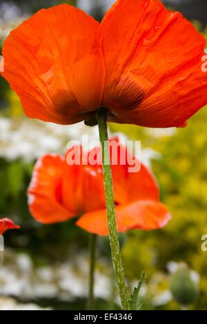 Beautiful delicate orange poppies in garden. Stock Photo
