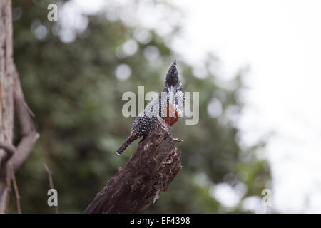 Giant Kingisher on the Chobe River, Botswana Stock Photo