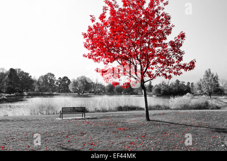 Empty park bench under red tree in black and white Stock Photo
