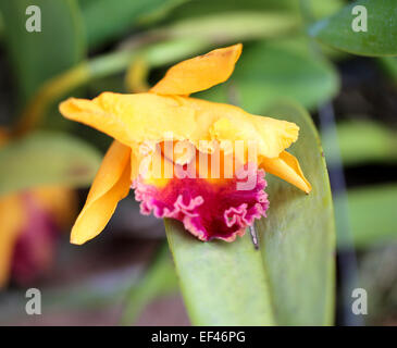 Beautiful bright yellow unusual orchids in the garden Stock Photo