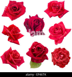 collage of eight red roses isolated on white background Stock Photo