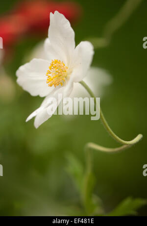 Anemone nemorosa. Early spring flowering plant with musky smell of the leaves Stock Photo