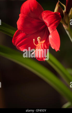 Hippeastrum 'Red Lion'. Winter flowering houseplant, bulb. Stock Photo
