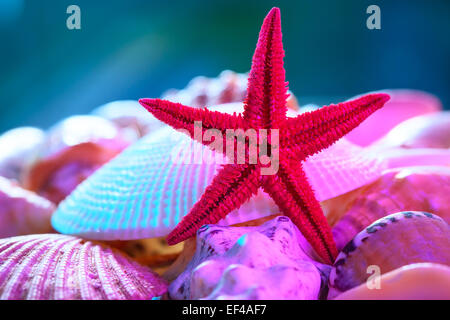 Seashells and starfish still life. Stock Photo