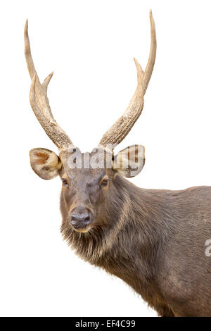 Deer head isolated on white background Stock Photo - Alamy