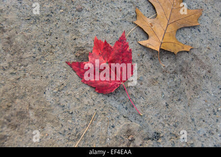 Bright red fallen Maple leaf laying on compact gravel trail. Stock Photo