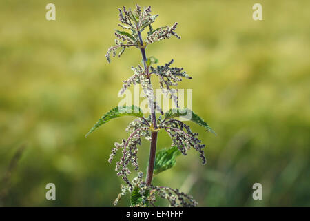 stinging nettle Urtica Dioica, flowering Stock Photo