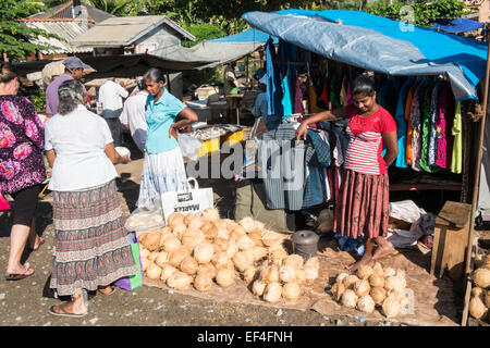 Fresh coconuts bought for coconut water, milk and white for sale at market stalls in Hikkaduwa,Sri Lanka,Asia. Stock Photo