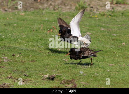 Two charging male European Ruffs (Calidris pugnax) in breeding plumage in a lek  or mating arena Stock Photo