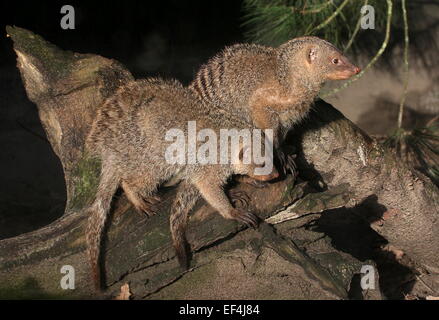 Pair of two East African Banded mongooses (Mungos mungo) posing together in the sun on a tree stump Stock Photo