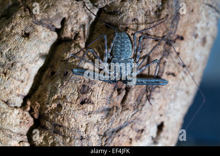 Wildlife : Tazanian Giant Tailless Whip Scorpion - 'Damon variegatus'. Stock Photo