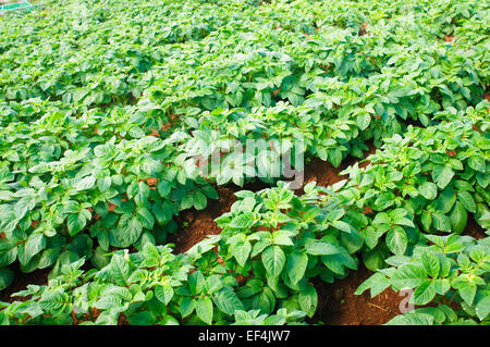 Potato plants in field Stock Photo