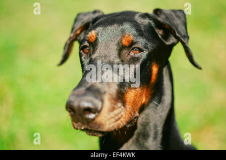Close Up Young, Beautiful, Black And Tan Doberman Is A Breed Known For Being Intelligent, Alert, And Loyal Companion Dogs. Stock Photo
