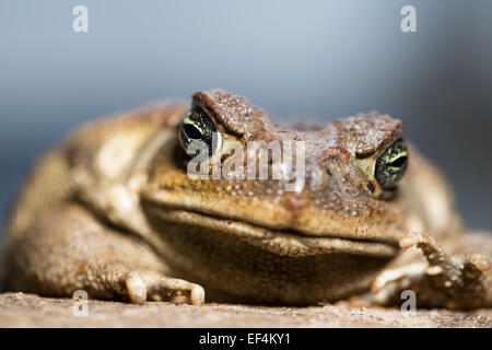 Wildlife : Cane toad – (Rhinella marina) formerly (Bufo marinus).