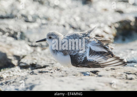 Sanderling (Calidris alba) stretching wings during a roosting period at high tide
