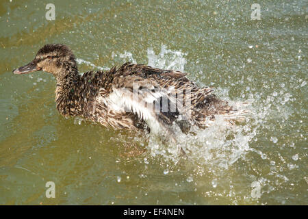 female duck having a wash Stock Photo