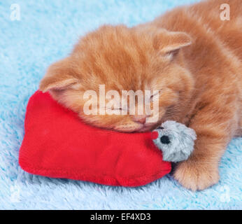 Little kitten sleeping on a heart-shaped pillow with a toy mouse Stock Photo