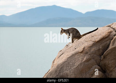 Rock Kangaroo at Magnetic Island Stock Photo