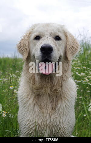 Golden Retriever Ruede 14 Monate alt, vor einem bluehenden Kamillefeld mit weißem Himmel Stock Photo