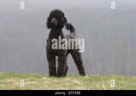 Schwarzer Grosspudel Ruede 3 Jahre steht von vorne auf einer Wiese, Hintergrund Nebel Stock Photo